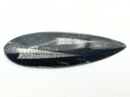 Skamielina Orthoceras 130 mm (Maroko) #K682