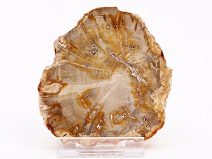 Zkamenělé dřevo plát 220g - 10 cm + stojánek #K779 Madagaskar