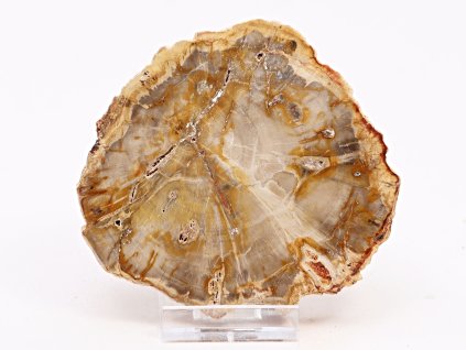 Skamieniałe drewno, płyta 232 g – 10 cm + podstawka #K783 Madagaskar