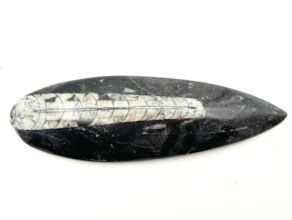 Skamielina Orthoceras 160 mm (Maroko) #K689