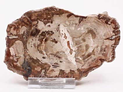 Skamieniałe drewno, płyta 498 g – 15 cm + podstawka #K797 Madagaskar