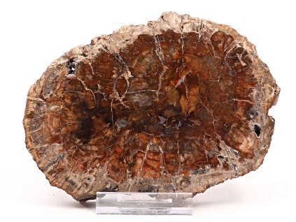Zkamenělé dřevo plát 559g - 16 cm + stojánek #K799 Madagaskar