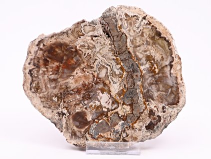 Skamieniałe drewno, płyta 795 g – 17 cm + podstawka #K800 Madagaskar