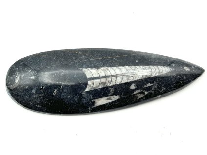 Skamielina Orthoceras 135 mm (Maroko) #K702