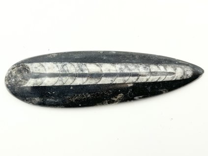 Skamielina Orthoceras 180 mm (Maroko) #K708