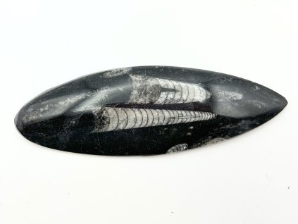 Skamielina Orthoceras 130 mm (Maroko) #K724