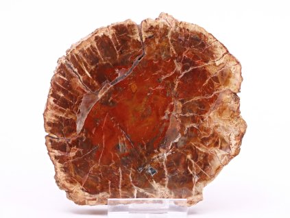 Skamieniałe drewno, płyta 313 g - 11,5 cm + podstawka #B380 Madagaskar