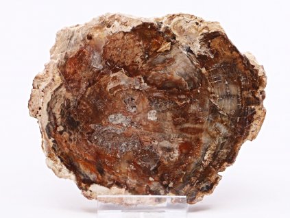 Zkamenělé dřevo plát 243 g - 11 cm + stojánek #B382 Madagaskar