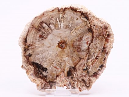 Zkamenělé dřevo plát 335 g - 12 cm + stojánek #B383 Madagaskar