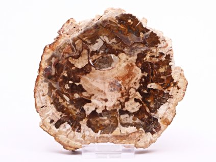 Skamieniałe drewno, płyta 335 g - 12 cm + podstawka #B385 Madagaskar