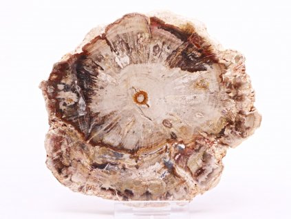 Zkamenělé dřevo plát 323 g - 12 cm + stojánek #B386 Madagaskar