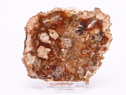 Zkamenělé dřevo plát 163 g - 8 cm + stojánek #B389 Madagaskar