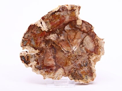 Skamieniałe drewno, płyta 364 g - 12 cm + podstawka #B393 Madagaskar