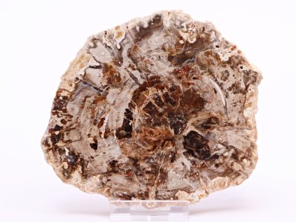 Skamieniałe drewno, płyta 379 g - 12 cm + podstawka #B394 Madagaskar