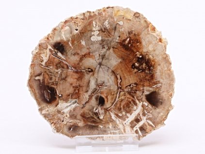Zkamenělé dřevo plát 223 g - 10 cm + stojánek #B402 Madagaskar