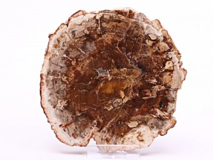 Zkamenělé dřevo plát 355 g - 11 cm + stojánek #B403 Madagaskar