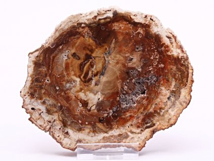 Zkamenělé dřevo plát 313 g - 11,5 cm + stojánek #B404 Madagaskar