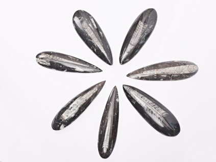 Fosilie Orthoceras 12 - 15 cm (Maroko) #701 zkamenělina