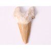 Fossil Haizahn, Größe 6 cm #249