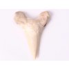 Fosilie žraločí zub velký 6 cm #302
