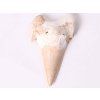 Fossil shark tooth, 6 cm long #310