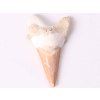 Fossil shark tooth, 6 cm long #311
