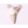 Fossil shark tooth, 6 cm long #317
