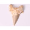 Fosilie žraločí zub velký 6 cm #423