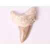 Fosilie žraločí zub velký 6 cm #429