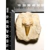 Fosilie žraločí zub105g #3
