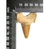 Skamielina zęba rekina duża #16