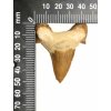 Fosilie žraločí zub velký #17