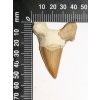 Fosilie žraločí zub velký #21