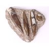 Fosilie Orthoceras deska 24x19cm 1.670kg (Maroko) #02