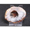 Feather agate 6 cm - geode - Top quality - #341