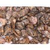 Tumbled Leopard Jasper L size 30 - 50 mm - Brazil #369