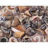 Feather agate 2 - 3 cm natural geode #ZB76