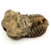 Fosilie Trilobit Calymene Flexicalymene 80 mm #374