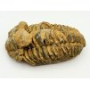 Fosilie Trilobit Calymene Flexicalymene 80 mm #375