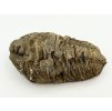 Fosilie Trilobit Calymene Flexicalymene 85 mm #376