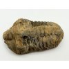 Fosilie Trilobit Calymene Flexicalymene 75 mm #380
