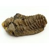 Fosilie Trilobit Calymene Flexicalymene 70 mm #393