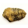 Fosilie Trilobit Calymene Flexicalymene 75 mm #400