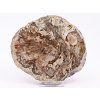 Fossilized wood slice 888g - 18 cm + stand #K794 Madagascar