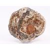 Fossilized wood slice 888g - 18 cm + stand #K794 Madagascar
