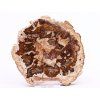Fossilized wood slice 335 g - 12 cm + stand #B385 Madagascar