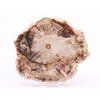 Fossilized wood slice 323 g - 12 cm + stand #B386 Madagascar