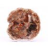Fossilized wood slice 341 g - 11 cm + stand #B387 Madagascar