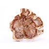 Fossilized wood slice 364 g - 12 cm + stand #B393 Madagascar