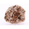 Fossilized wood slice 379 g - 12 cm + stand #B394 Madagascar